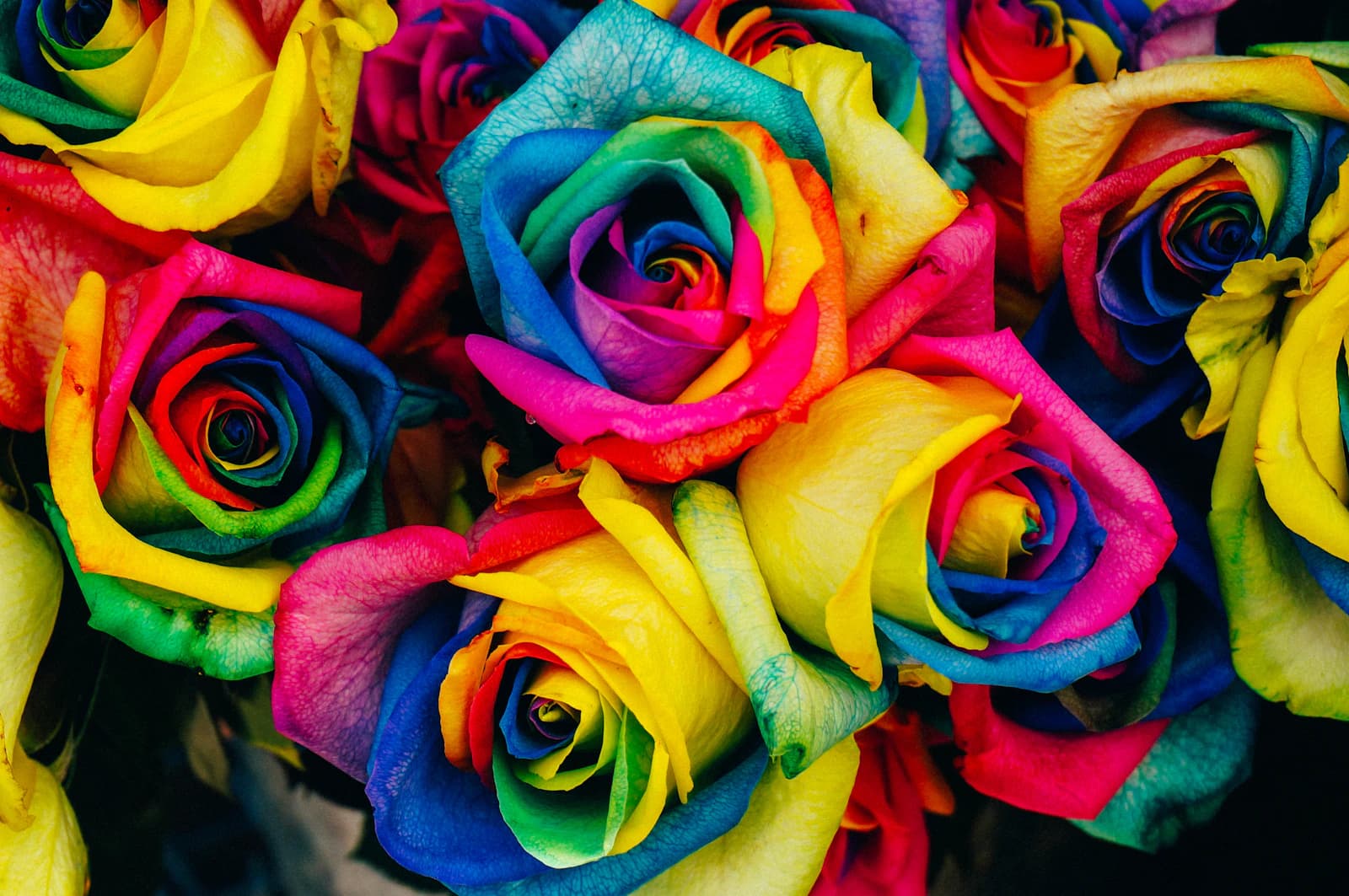 Close-up of roses dyed in rainbow colors
