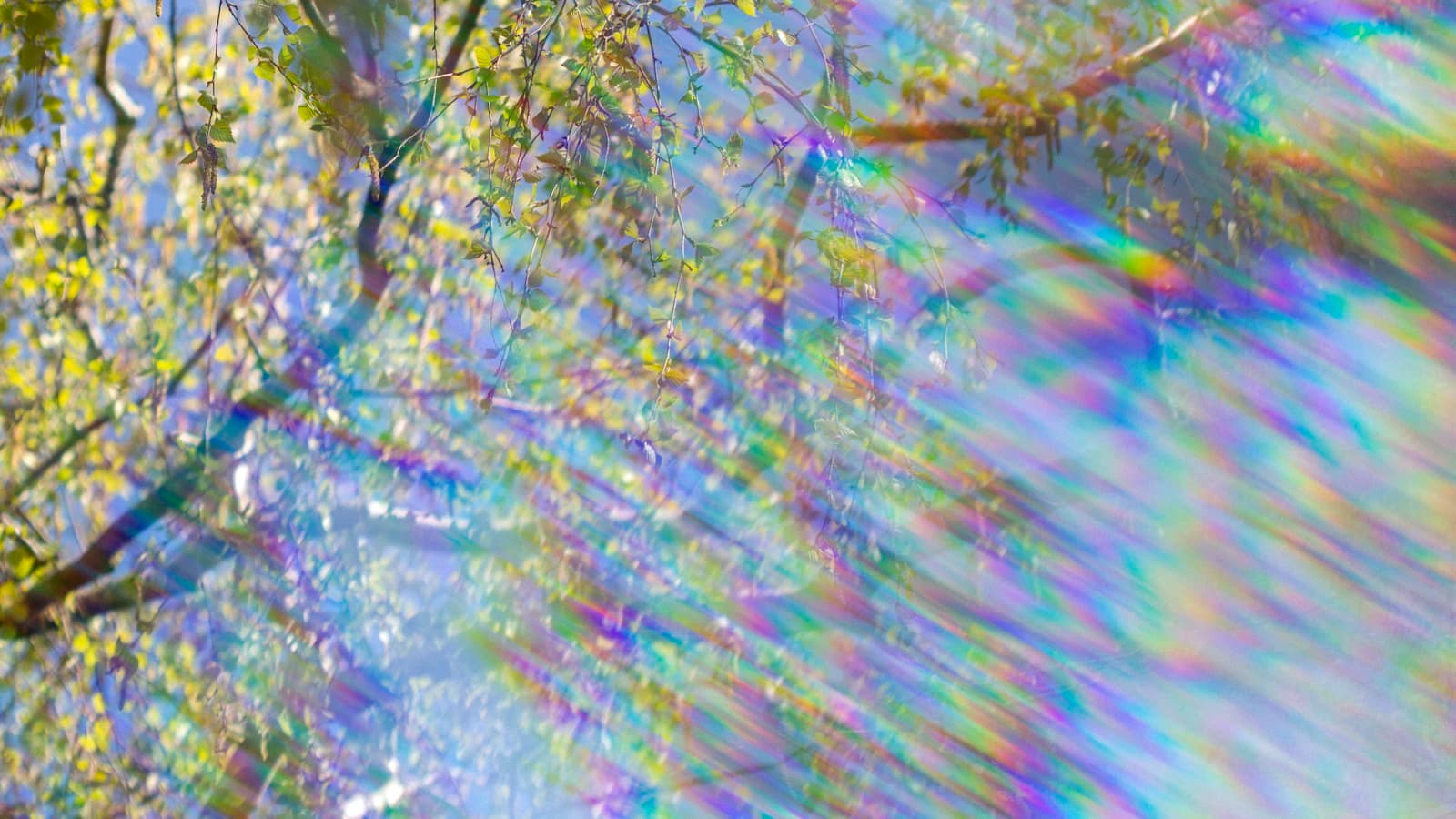 Sunlight through tree branches spreading into rainbow-colored flare