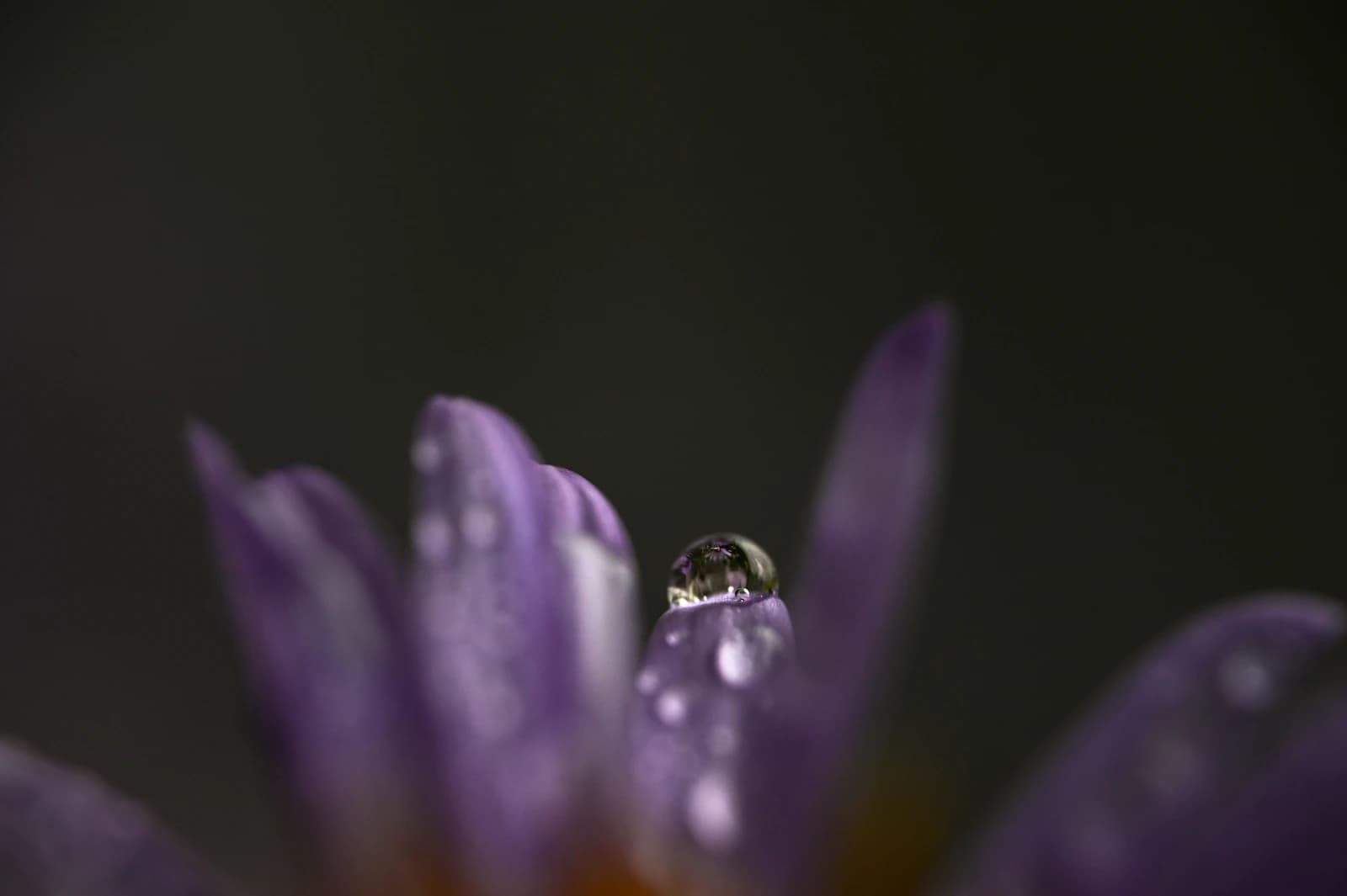 Macro photo of water droplets on purple flower petals