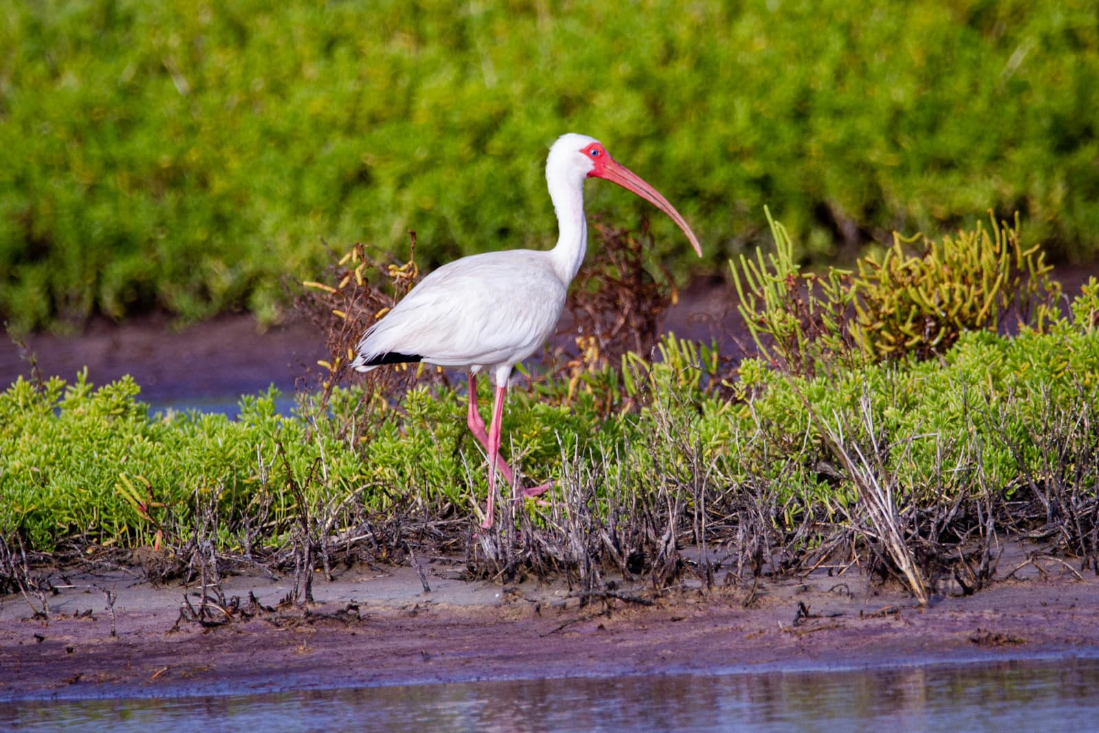 White ibis standing in a green marsh
