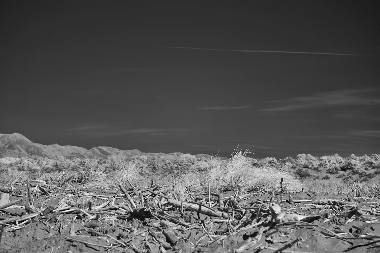 Black-and-white landscape of barren ground with dry grass and driftwood