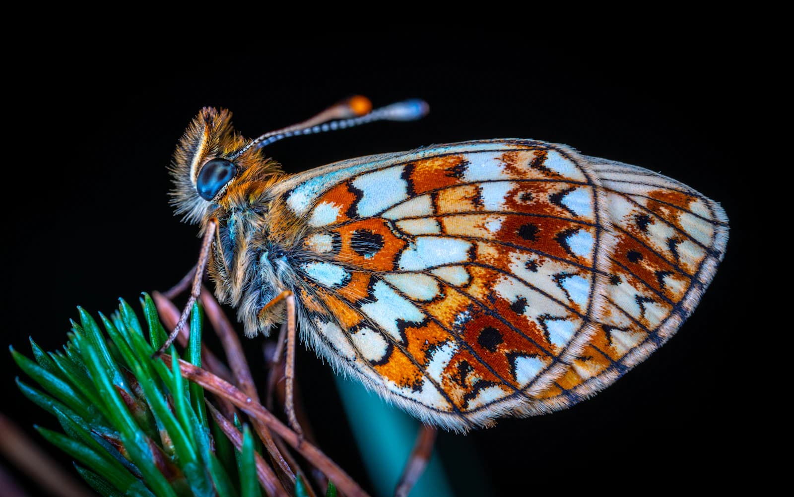 Macro photo of an orange-patterned butterfly resting on a pine branch against black