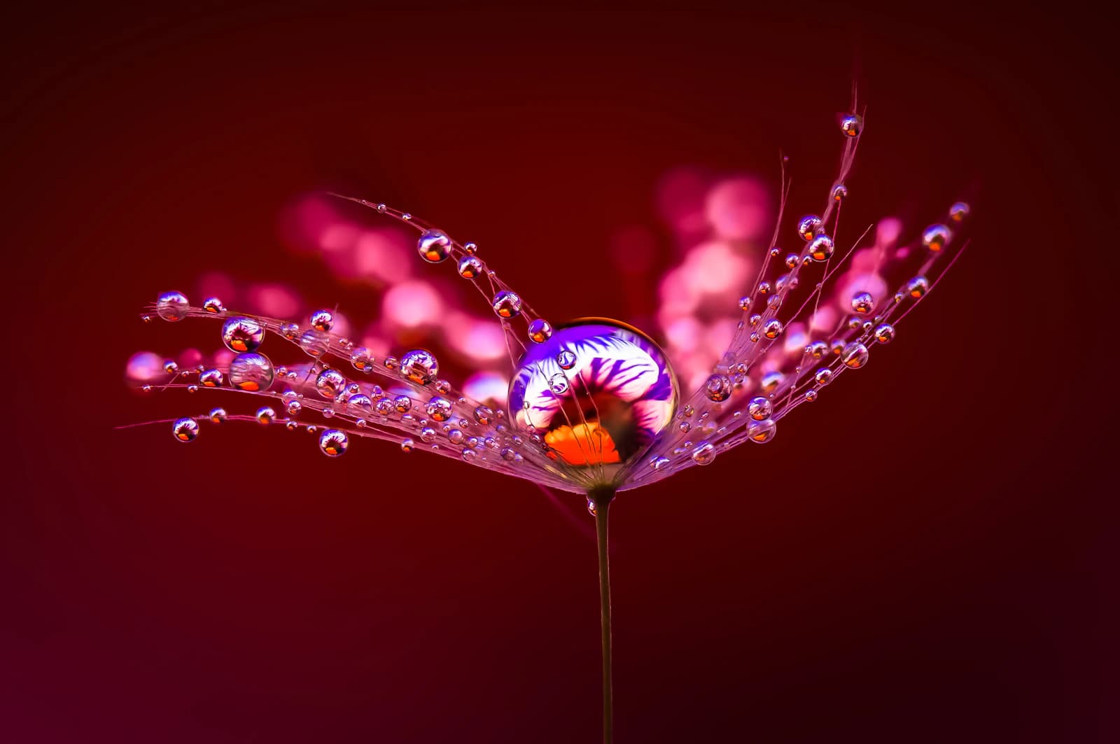 Macro photo of a pink dandelion seed covered in dew drops against a red background