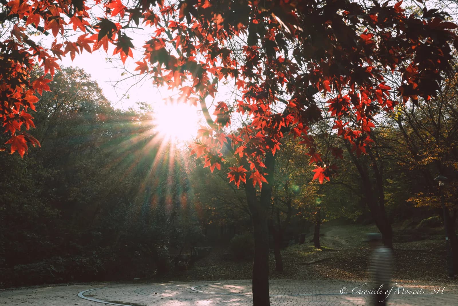 Red maple leaves backlit by a low sun forming a starburst