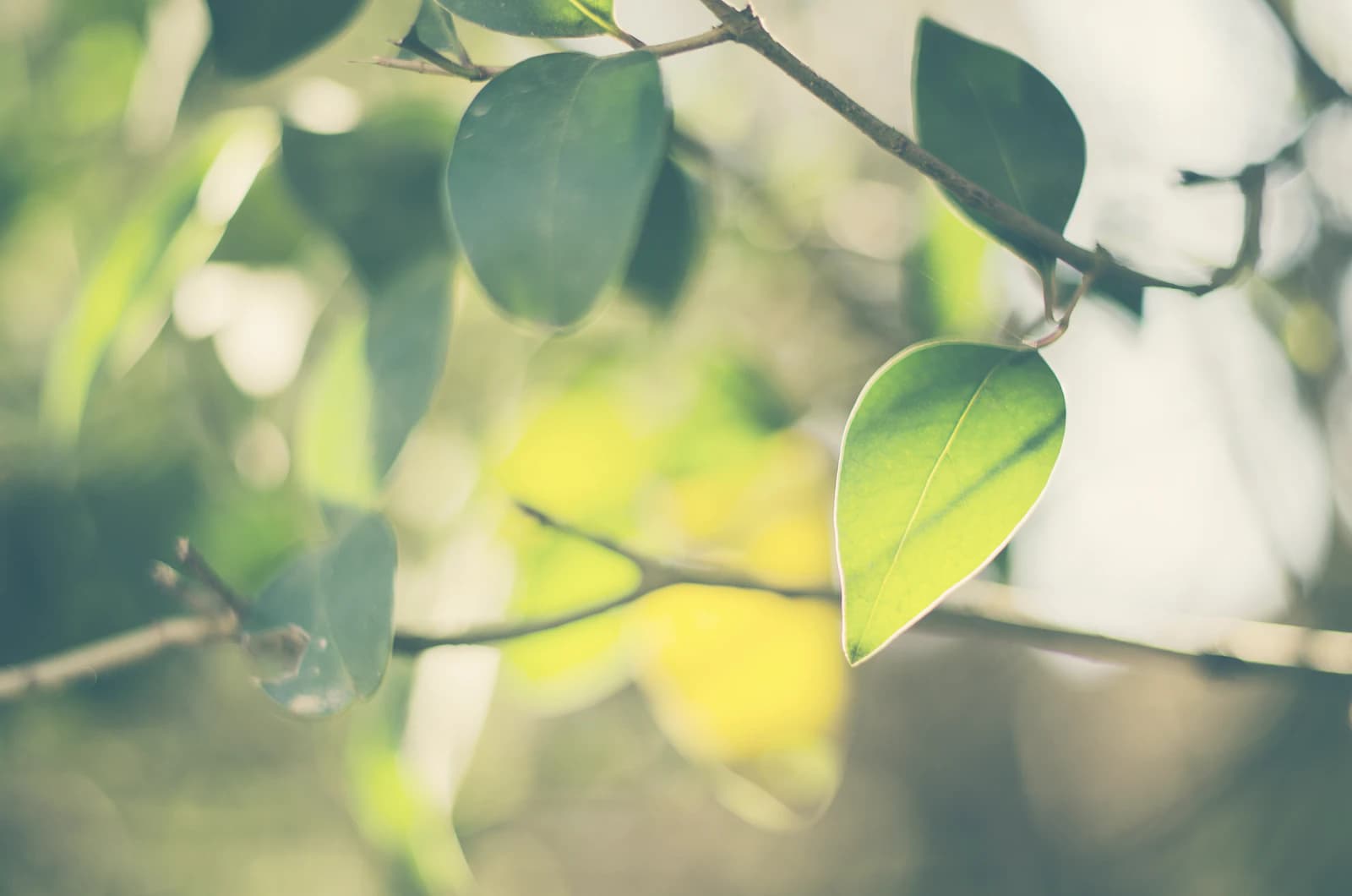 Sunlit green and yellow leaves on a branch against a softly blurred background